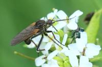 Empis tessellata