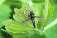 Bibio lanigerus