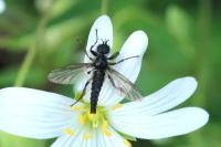 Bibio lanigerus