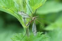Tipula vernalis