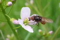 Rhingia campestris