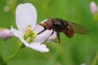 Rhingia campestris