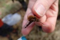 Bombylius major