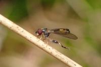 Sphegina