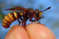 Conops vesicularis