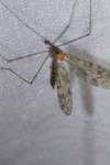 Limonia nubeculosa