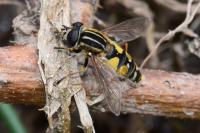 Helophilus pendulus