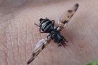 Otites porcus