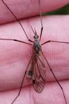 Tipula variicornis variicornis