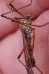 Tipula variicornis variicornis