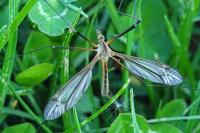 Tipula vernalis