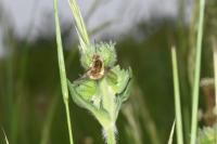Bombylius major