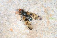 Otites porcus