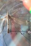 Tipula luna