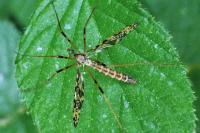 Epiphragma ocellare