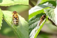 Syrphus
