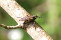 Empis tessellata