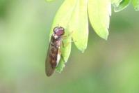 Melanostoma scalare