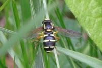 Philhelius citrofasciatus