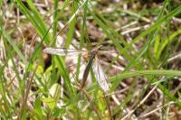 Tipula oleracea
