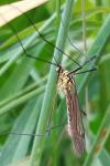 Nephrotoma submaculosa
