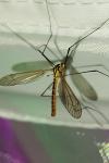 Nephrotoma flavescens