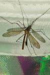 Nephrotoma flavescens