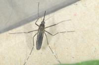 Ochlerotatus japonicus