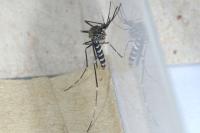 Ochlerotatus japonicus