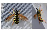 Chrysotoxum festivum