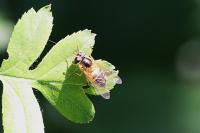 Epistrophe eligans