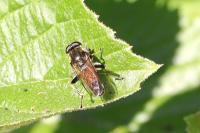 Xylota segnis