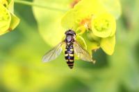 Epistrophella euchroma