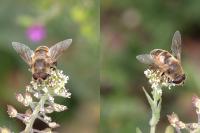 Eristalis tenax