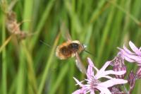 Bombylius