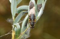 Odontomyia ornata