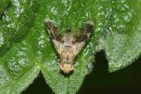 Tephritis formosa