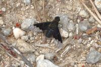 Hemipenthes morio