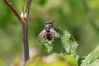 Phryxe magnicornis