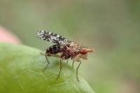 Trypetoptera punctulata