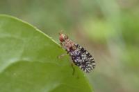 Trypetoptera punctulata