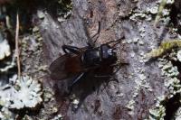 Chalcosyrphus piger