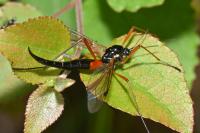 Tanyptera atrata
