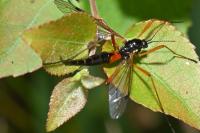 Tanyptera atrata