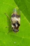 Cheilosia illustrata