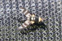 Urophora quadrifasciata