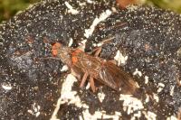 Scathophaga stercoraria