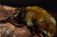 Matsumyia berberina