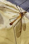 Tipula cava
