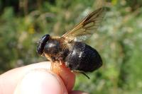 Therioplectes gigas